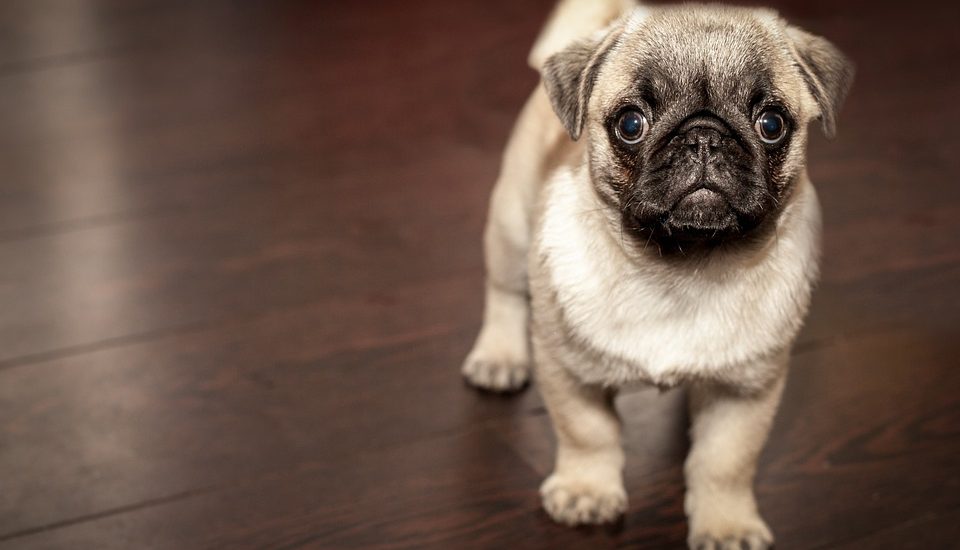 Hond