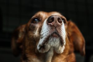 Hond